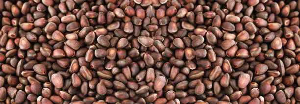 Cedar Pine Nuts Texture Background, Fresh Siberian Pine Seeds Pattern, Cedar Nuts with Copy Space Top View