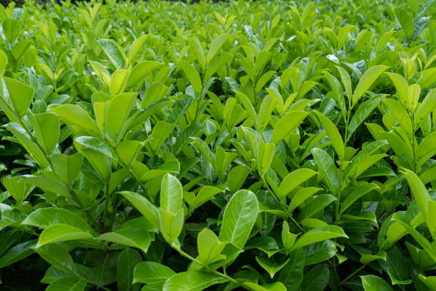 istock Tea Leaf Texture Background, Fresh Green Tea Leaves Pattern, Summer Farm Banner, Spring Garden Mockup 1573655509