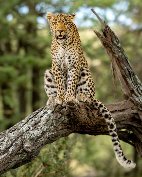 Sri Lankan leopard rests atop a sunlit rocky outcrop in Yala National Park. The predator gazes calmly across the terrain