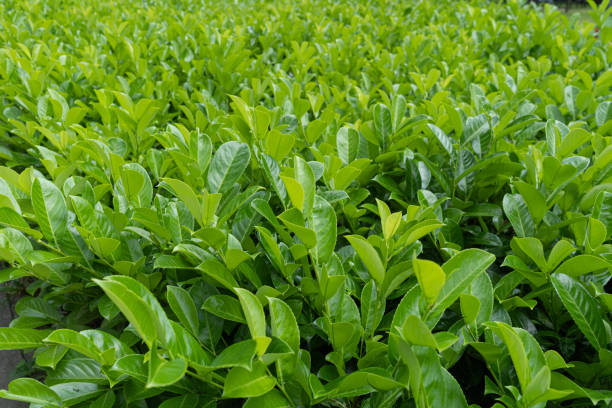 istock Tea Leaf Texture Background, Fresh Green Tea Leaves Pattern, Summer Farm Banner, Spring Garden Mockup 1573656046