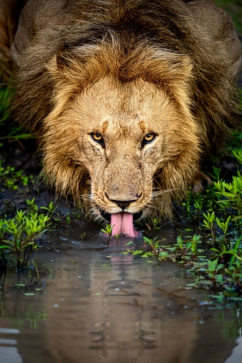 A closeup of a lion drinking water from a pond