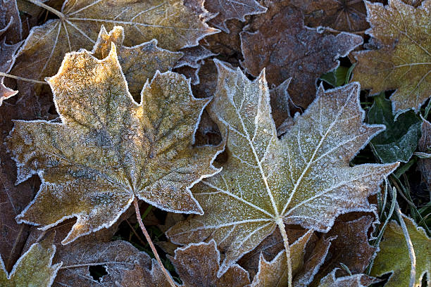 istock Autumn Leaves in Frost 157366397