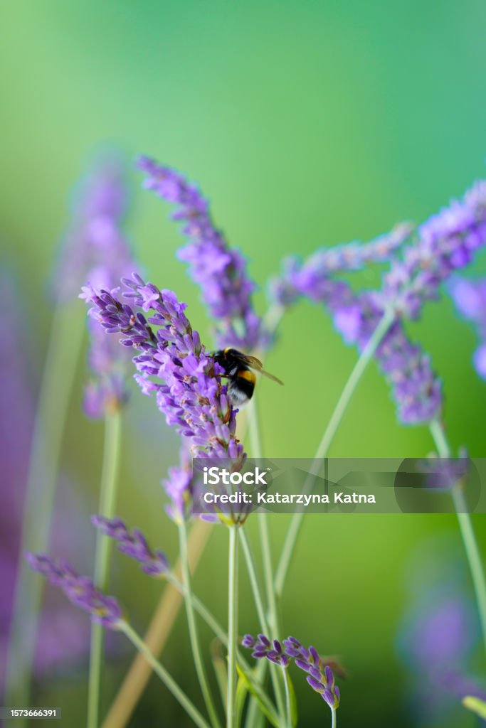 Bee on lavender branch purple lavender flower pollinated by bee Agricultural Field Stock Photo