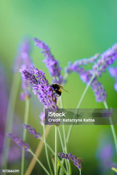 Bee On Lavender Branch Stock Photo - Download Image Now - Agricultural Field, Animal, Animal Themes