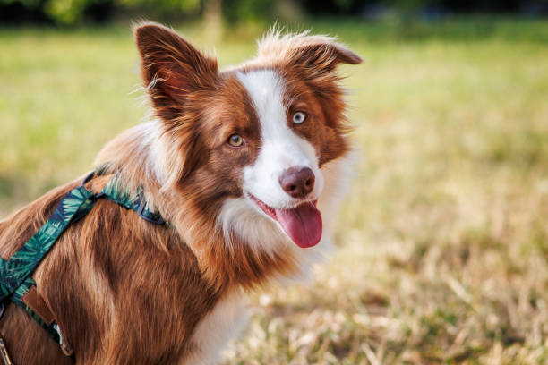 istock Border Collie dog with Heterochromia different colored eyes 1573667630