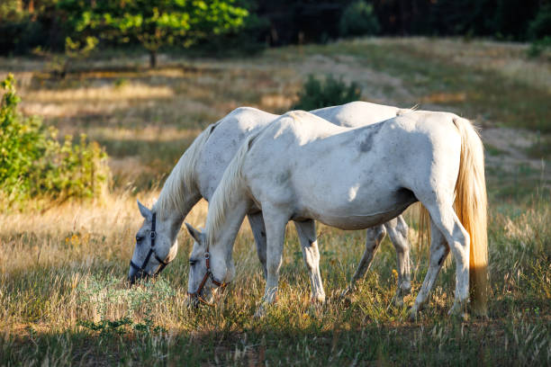 istock Two white horses grazing grass on pasture in forest 1573668019