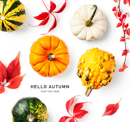 Decorative pumpkins and virginia creeper red leaves isolated on white background. Creative layout. Hello autumn text. Top view, flat lay. Design element. Thanksgiving concept