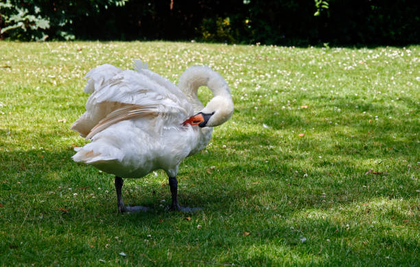 Mute Swan Preening At Waters Edge.