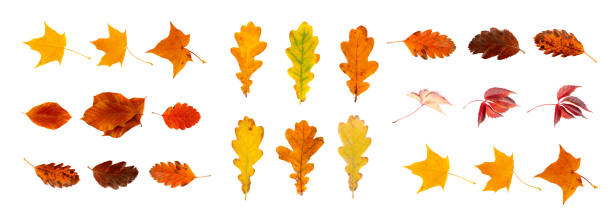 istock Autumn Leaf Set Isolated, Colored Autumn Tree Leaves, Red Orange Foliage, Fall Leaf on White Background 1573683150
