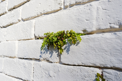 Side view of a white brick wall with a small fern growing in a crack.