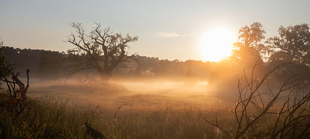 Trees at sunrise