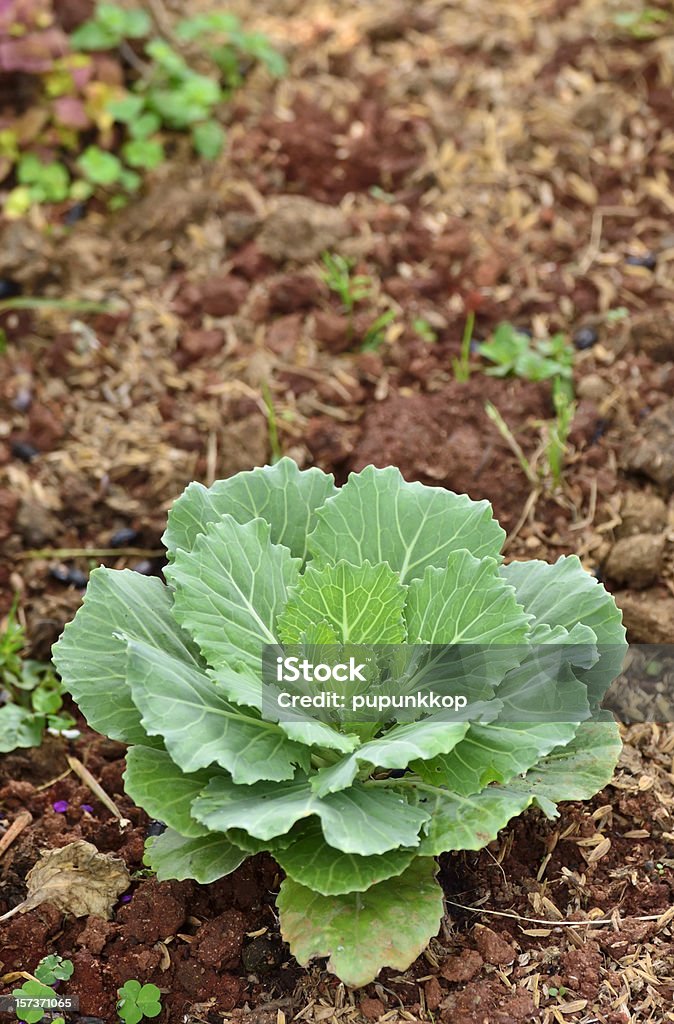 Chinese kale vegetable Chinese kale vegetable on ground in garden Agricultural Field Stock Photo