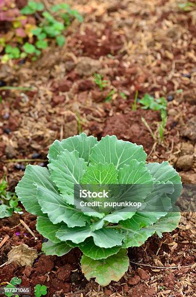 Chinese Kale Vegetable Stock Photo - Download Image Now - Agricultural Field, Agriculture, Cabbage