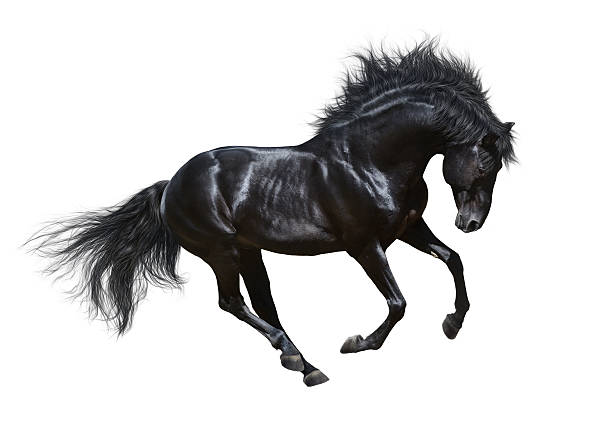 stallone nero in movimento-isolato su bianco - stallion foto e immagini stock