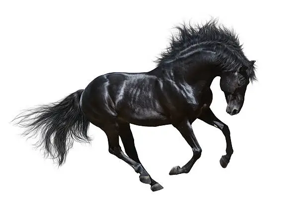 Photo of Black stallion in motion - isolated on white