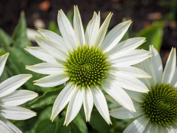 istock Coneflower blossom high angle closeup 1573712638