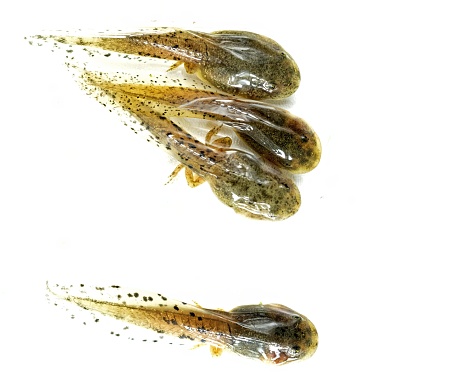 tadpoles, incomplete frog hatchlings, photo isolated on white background in high detail