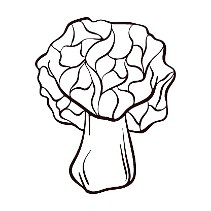 False morel inedible mushroom sketch. Line art deadly poisonous fungus illustration. Vector illustration isolated on a white background. Morchella Gyromitra esculenta.