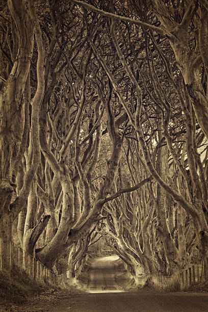 istock treelined country road 157372441