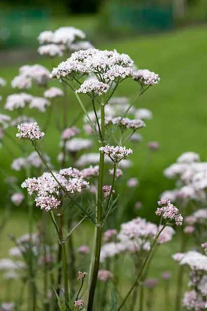 A plant whose roots are used as a sedative and to treat certain medical conditions. Also called garden valerian, Indian valerian, Pacific valerian, Mexican valerian, garden heliotrope, valerian, and Valerianae radix.