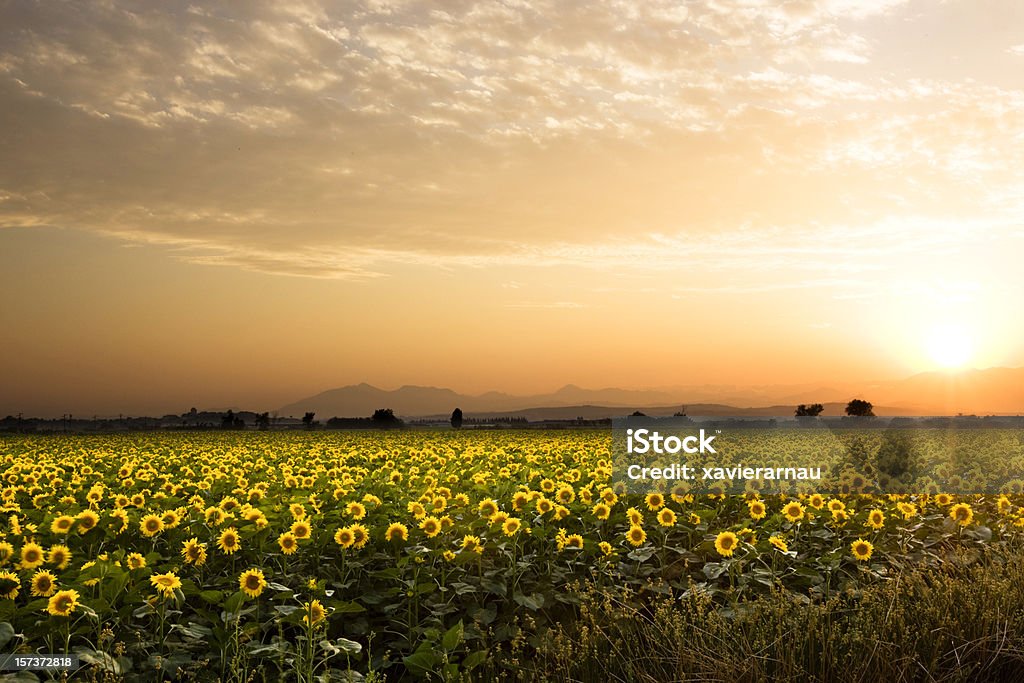 Sunflowers al atardecer - Foto de stock de Comunidad Autónoma de Cataluña libre de derechos