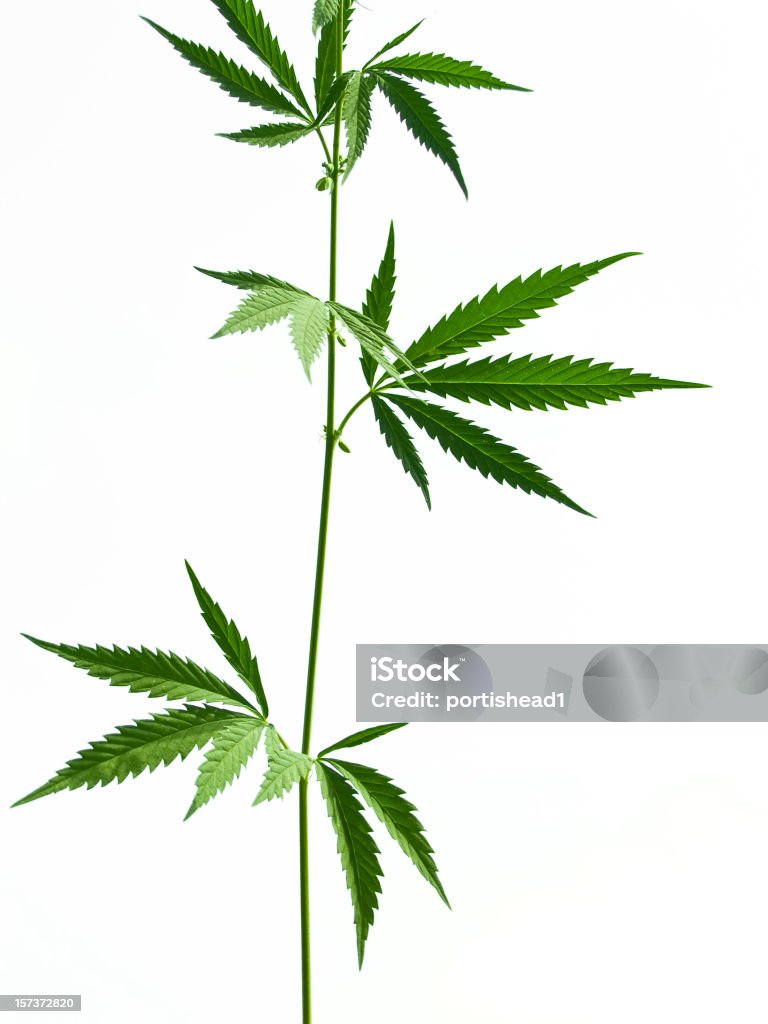 Marijuana - Lizenzfrei Blatt - Pflanzenbestandteile Stock-Foto