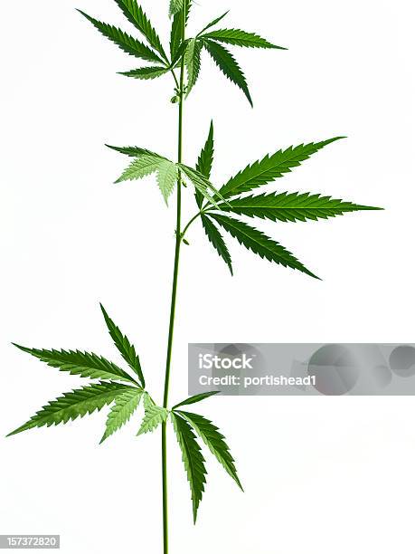 Marijuana Stockfoto und mehr Bilder von Blatt - Pflanzenbestandteile - Blatt - Pflanzenbestandteile, Marihuana - Cannabisblütenstände und -blätter in unverarbeiteter Form, Hanfpflanze