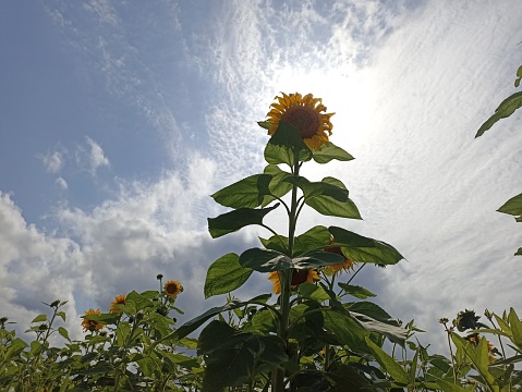 Sunflower on sky background. Floral desktop background. Yellow background. Sunflower background. Design.