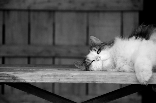 Lazy long haired cat,keeps one eye open during his nap.   For more of my CATS (CLICK HERE)