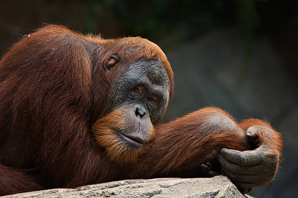 orang utan - orangutan ape endangered species zoo - fotografias e filmes do acervo