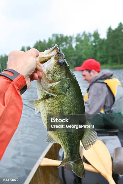 Bass E Adolescente - Fotografie stock e altre immagini di Persico trota - Persico trota, Pesca - Attività all'aperto, Minnesota