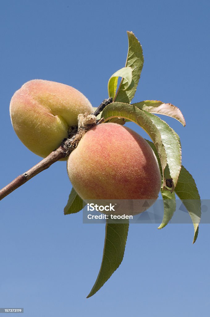 Pêche - Photo de Aliment libre de droits