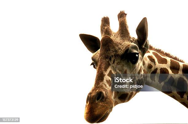 Giraffe Stockfoto und mehr Bilder von Giraffe - Giraffe, Freisteller – Neutraler Hintergrund, Weißer Hintergrund