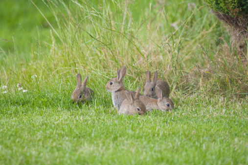 The public park is a crowded place. Netherlands. Rabbit on a winter day near a green bush.