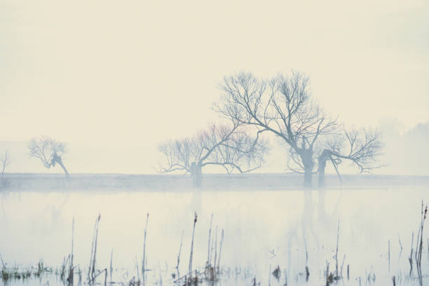 Trees in fog over water