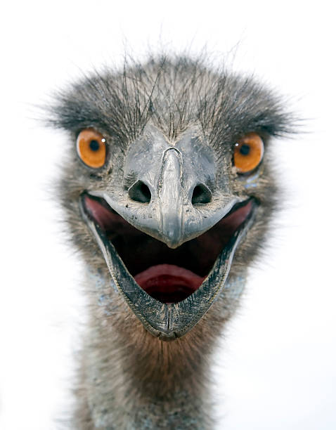 EMU (L) stock photo