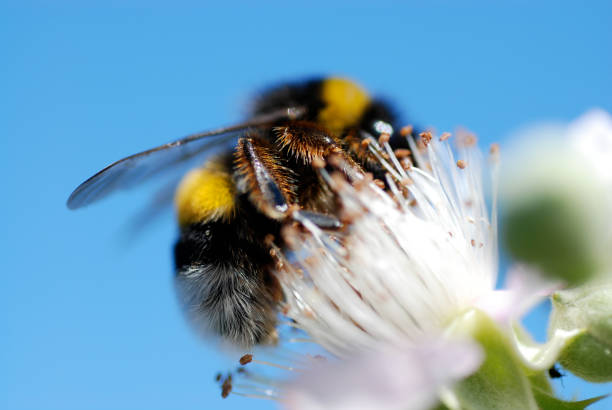 Bee caught in mid-flight arriving at flower head