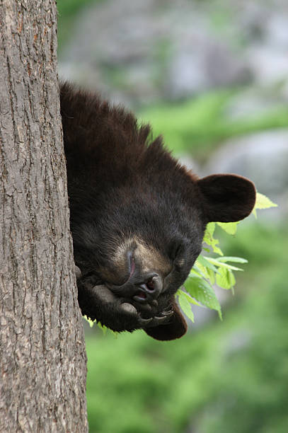 istock Close-up Vertical of Black Bear Cub Asleep in Tree 157373310