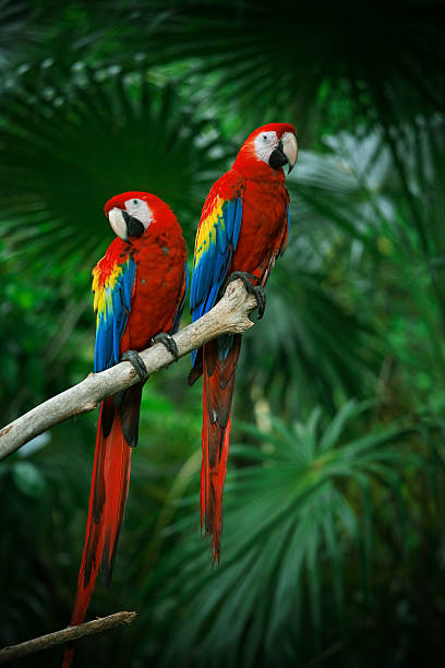 scarlet aras - papagei stock-fotos und bilder