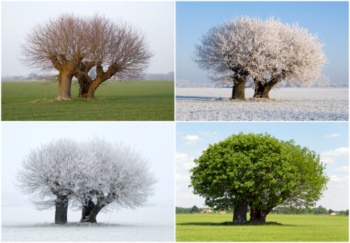 Image of the same tree in four different seasons. With fresh green leaves in spring, green leaves in summer, bare n fall and covered in snow in winter. The tree stands solitaire in a field.