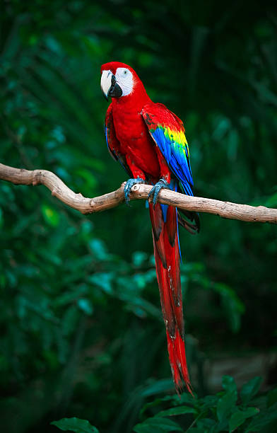 สีแดงเข้มมาคอว์ - scarlet macaw ภาพสต็อก ภาพถ่ายและรูปภาพปลอดค่าลิขสิทธิ์