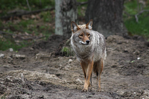 Coyote  in Omega Park, Quebec stock photo