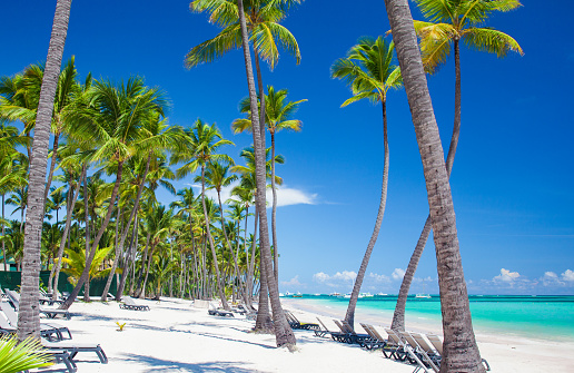 A tropical Bavaro beach in Punta Cana with palm trees and lounge chairs. The beach is white sand and the water is a clear blue-green. The palm trees are tall and have green fronds. The lounge chairs are black and are arranged in a line along the beach. The sky is blue with a few white clouds. This photo is perfect for travel brochures, vacation websites, or any project that needs to convey a peaceful and relaxing mood. Photo to promote a travel destination or vacation spot.