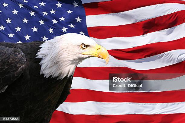 Pigargoamericano Bandeira Dos Estados Unidos Da América - Fotografias de stock e mais imagens de Pigargo-americano