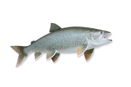 Trophy Lake Trout isolated on white with clipping path included. Nice detail.