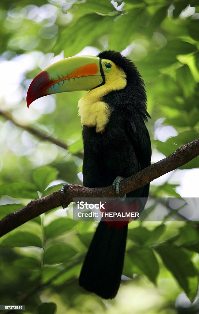 Keel-billed Toucan Keel-billed Toucan, Rainbow-billed Toucan (Ramphastos sulfuratus) Cancun Stock Photo