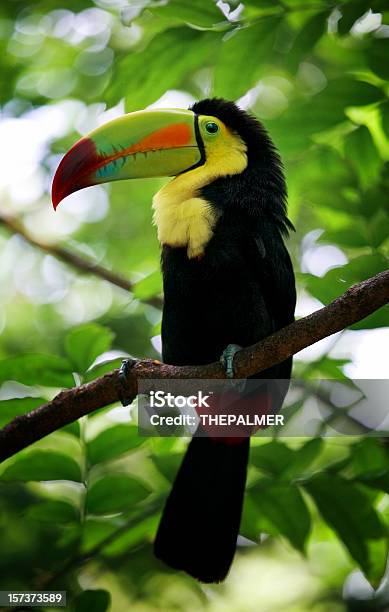 Keelbilled Toucan Stock Photo - Download Image Now - Cancun, Toucan, Animal Body Part