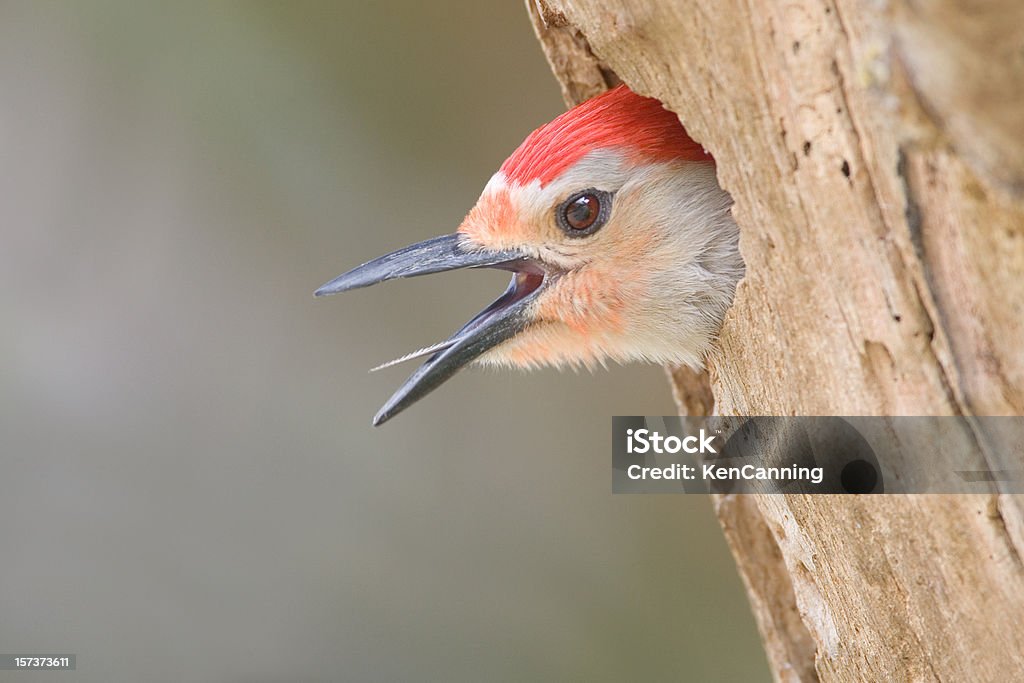 Carolinaspecht Rufen Sie in Nahaufnahme - Lizenzfrei Carolinaspecht Stock-Foto