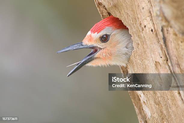 Carolinaspecht Rufen Sie In Nahaufnahme Stockfoto und mehr Bilder von Carolinaspecht - Carolinaspecht, Baum, Braun