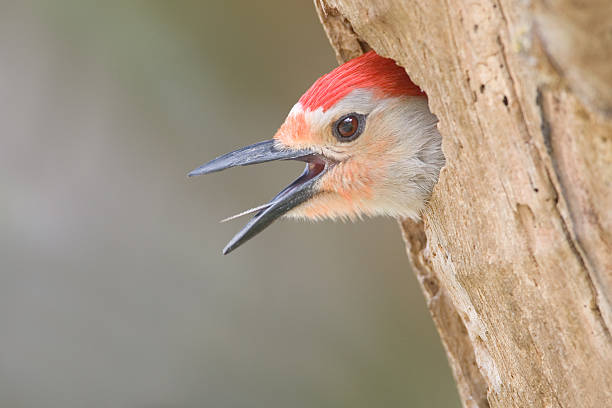 A red-bellied woodpecker perched on pine tree branch